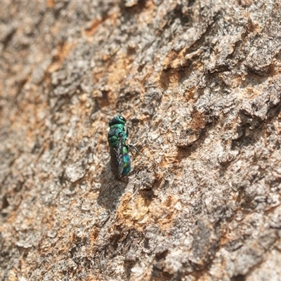 Chrysididae (family) (Cuckoo wasp or Emerald wasp) at Higgins, ACT - 5 Mar 2025 by AlisonMilton