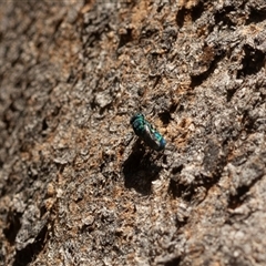 Chrysididae (family) at Higgins, ACT - 5 Mar 2025 03:12 PM