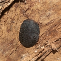 Laxta sp. (genus) (Bark cockroach) at Higgins, ACT - 5 Mar 2025 by AlisonMilton