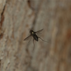 Unidentified Long-legged Fly (Dolichopodidae) at Higgins, ACT - 5 Mar 2025 by AlisonMilton