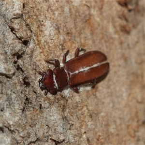 Platisus sp. (genus) (Flat bark beetle) at Higgins, ACT - 5 Mar 2025 by AlisonMilton