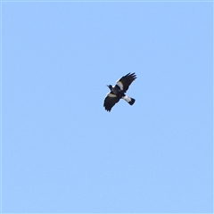 Gymnorhina tibicen (Australian Magpie) at Gunning, NSW - 21 Feb 2025 by ConBoekel