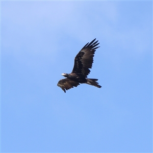 Aquila audax (Wedge-tailed Eagle) at Gunning, NSW - 21 Feb 2025 by ConBoekel