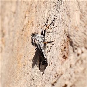 Cerdistus sp. (genus) (Slender Robber Fly) at Gunning, NSW - 21 Feb 2025 by ConBoekel