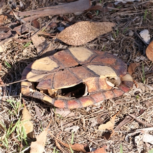 Chelodina longicollis at Gunning, NSW - 21 Feb 2025 09:35 AM