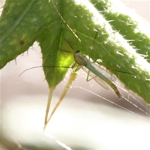 Unidentified Crane fly, midge, mosquito or gnat (several families) at Gunning, NSW - 21 Feb 2025 by ConBoekel