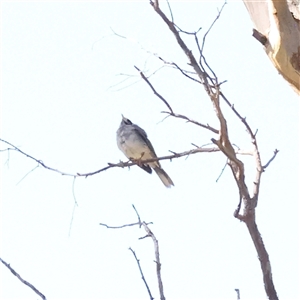 Manorina melanocephala (Noisy Miner) at Gunning, NSW - 21 Feb 2025 by ConBoekel