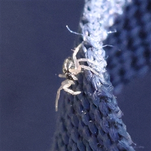 Unidentified Spider at Gunning, NSW - 21 Feb 2025 by ConBoekel