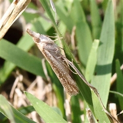 Faveria tritalis (Couchgrass Webworm) at Gunning, NSW - 21 Feb 2025 by ConBoekel