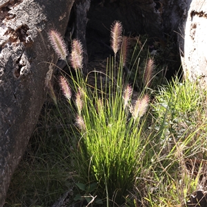 Cenchrus purpurascens (Swamp Foxtail) at Gunning, NSW - 21 Feb 2025 by ConBoekel