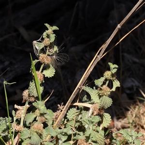 Marrubium vulgare (Horehound) at Gunning, NSW - 21 Feb 2025 by ConBoekel