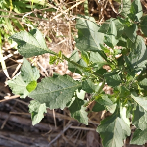 Solanum nigrum (Black Nightshade) at Gunning, NSW - 21 Feb 2025 by ConBoekel