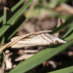 Faveria tritalis (Couchgrass Webworm) at Gunning, NSW - 21 Feb 2025 by ConBoekel