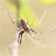 Unidentified Orb-weaving spider (several families) at Gunning, NSW - 21 Feb 2025 by ConBoekel