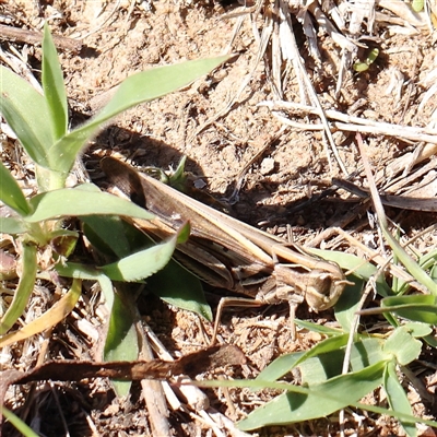 Caledia captiva (grasshopper) at Gunning, NSW - 21 Feb 2025 by ConBoekel