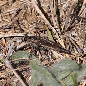 Bathypogon sp. (genus) (A robber fly) at Gunning, NSW - 21 Feb 2025 by ConBoekel