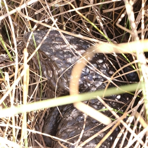 Tiliqua rugosa (Shingleback Lizard) at Gunning, NSW - 21 Feb 2025 by ConBoekel