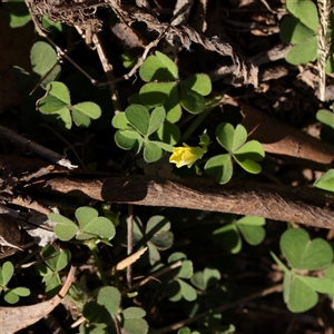 Oxalis sp. (Wood Sorrel) at Gunning, NSW - 21 Feb 2025 by ConBoekel