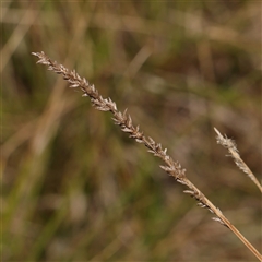 Carex appressa (Tall Sedge) at Gunning, NSW - 21 Feb 2025 by ConBoekel