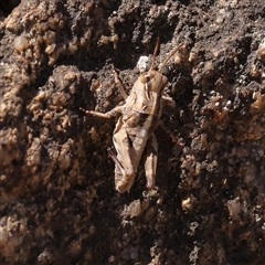 Oedaleus australis (Australian Oedaleus) at Gunning, NSW - 21 Feb 2025 by ConBoekel