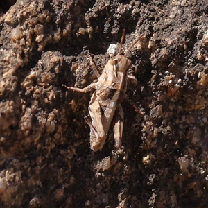 Oedaleus australis (Australian Oedaleus) at Gunning, NSW - 21 Feb 2025 by ConBoekel