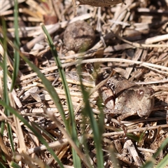 Phaulacridium vittatum (Wingless Grasshopper) at Gunning, NSW - 21 Feb 2025 by ConBoekel