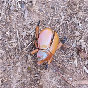 Anoplognathus sp. (genus) (Unidentified Christmas beetle) at Gunning, NSW - 21 Feb 2025 by ConBoekel