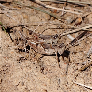 Phaulacridium vittatum (Wingless Grasshopper) at Gunning, NSW - 21 Feb 2025 by ConBoekel