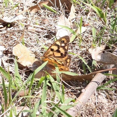 Heteronympha merope (Common Brown Butterfly) at Gunning, NSW - 21 Feb 2025 by ConBoekel