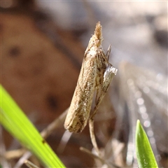 Faveria tritalis (Couchgrass Webworm) at Gunning, NSW - 21 Feb 2025 by ConBoekel