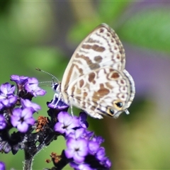 Lampides boeticus at Jamberoo, NSW - 21 Mar 2025 by plants