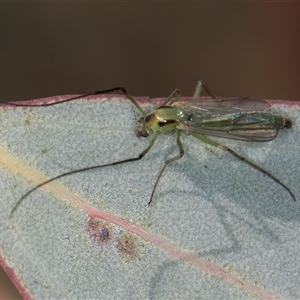 Axarus sp. (genus) (A non-biting midge) at Belconnen, ACT - 19 Mar 2025 by kasiaaus