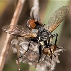 Cylindromyia sp. (genus) (Bristle fly) at Belconnen, ACT - 19 Mar 2025 by kasiaaus