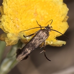 Eretmocera coracopis (A Scythrid moth : Scythrididae) at Belconnen, ACT - 19 Mar 2025 by kasiaaus