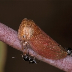 Katipo rubrivenosa (A leafhopper) at Belconnen, ACT - 19 Mar 2025 by kasiaaus