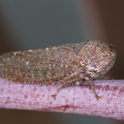 Putoniessa sp. (genus) (A leafhopper) at Belconnen, ACT - 19 Mar 2025 by kasiaaus