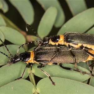 Chauliognathus lugubris (Plague Soldier Beetle) at Belconnen, ACT - 19 Mar 2025 by kasiaaus