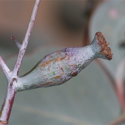 Apiomorpha calycina/urnalis* species complex (A gall forming scale) at Belconnen, ACT - 19 Mar 2025 by kasiaaus