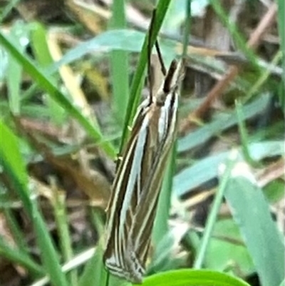 Hednota species near grammellus (Pyralid or snout moth) at Higgins, ACT - 21 Mar 2025 by Jennybach