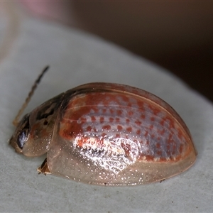 Paropsisterna m-fuscum (Eucalyptus Leaf Beetle) at Belconnen, ACT - 19 Mar 2025 by kasiaaus