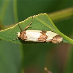 Chrysonoma fascialis (A Concealer moth (Wingia group) at Lawson, ACT - 12 Mar 2025 by AlisonMilton