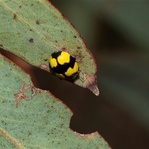 Illeis galbula (Fungus-eating Ladybird) at Lawson, ACT - 12 Mar 2025 by AlisonMilton