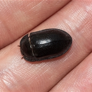 Unidentified Darkling beetle (Tenebrionidae) at Lawson, ACT - 12 Mar 2025 by AlisonMilton