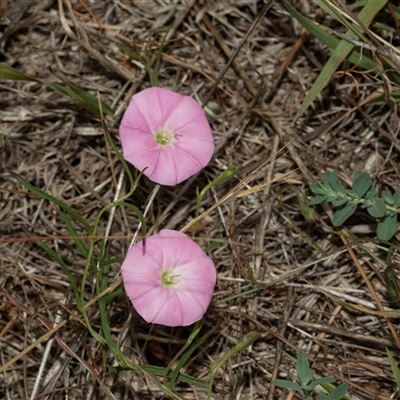 Convolvulus angustissimus subsp. angustissimus (Australian Bindweed) at Lawson, ACT - 12 Mar 2025 by AlisonMilton