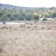 Macropus giganteus (Eastern Grey Kangaroo) at Lawson, ACT - 12 Mar 2025 by AlisonMilton