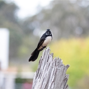 Rhipidura leucophrys (Willie Wagtail) at Lawson, ACT - 12 Mar 2025 by AlisonMilton