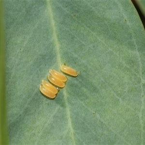 Paropsisterna cloelia (Eucalyptus variegated beetle) at Lawson, ACT - 12 Mar 2025 by AlisonMilton