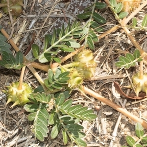 Tribulus terrestris (Caltrop, Cat-head) at Higgins, ACT - 5 Mar 2025 by AlisonMilton