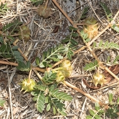 Tribulus terrestris at Higgins, ACT - 5 Mar 2025 03:45 PM