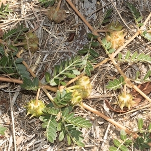Tribulus terrestris at Higgins, ACT - 5 Mar 2025 03:45 PM